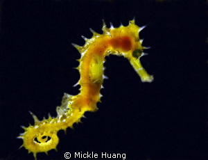 Seahorse
Photo with help of dive buddy to torch the back... by Mickle Huang 